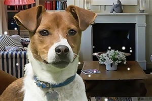 Bir oturma odasında kanepe ve şöminenin önünde duran kahverengi-beyaz bir köpek