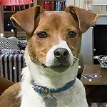 Bir oturma odasında kanepe ve şöminenin önünde duran kahverengi-beyaz bir köpek