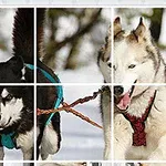 Kar üzerinde koşan, koşum takımları takılı iki kızak köpeği